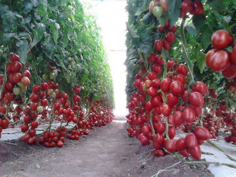 Важный вопрос: как вырастить вкусные помидоры из семян? правила посадки и ухода