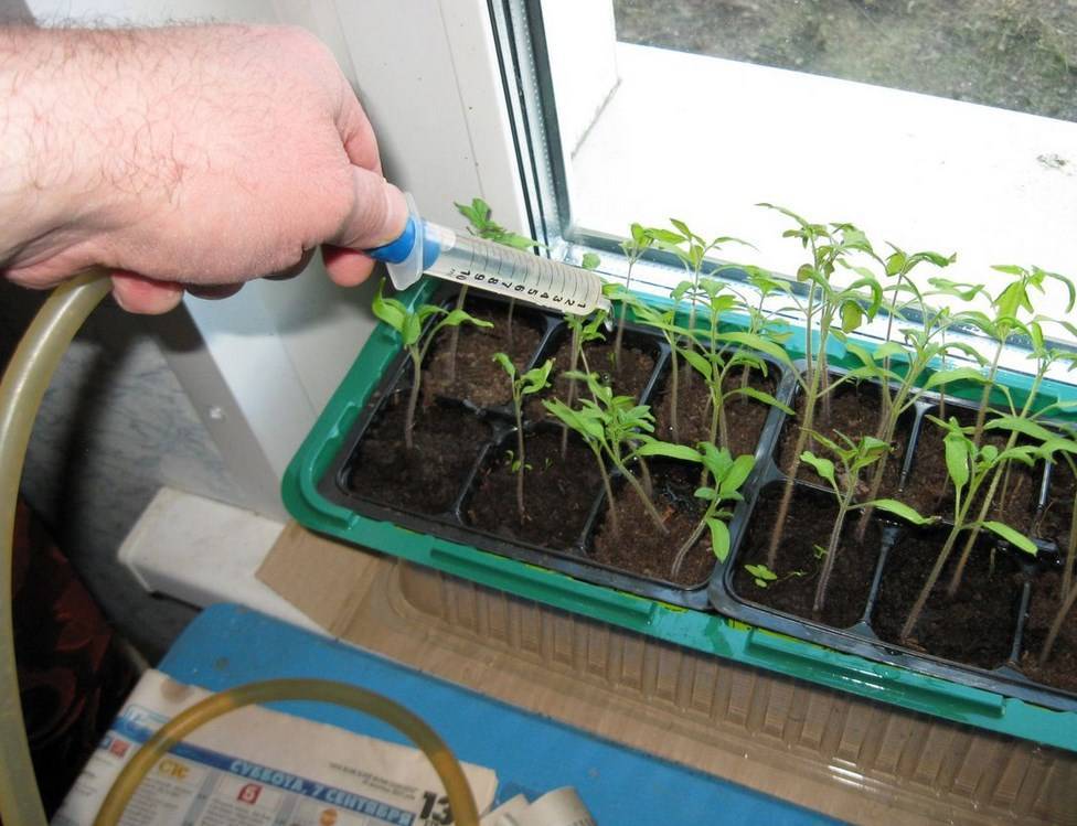 Проращивание семян огурцов в опилках: особенности и преимущества проращивания