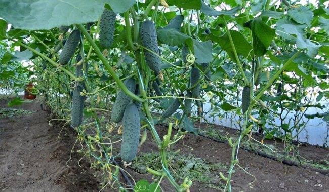Способ увеличить урожай огурцов в теплице