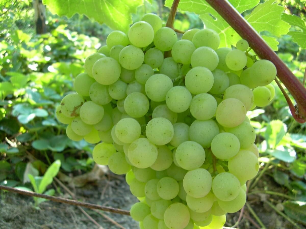 Простые способы подкормки и удобрения винограда, изготовление удобрений и смесей