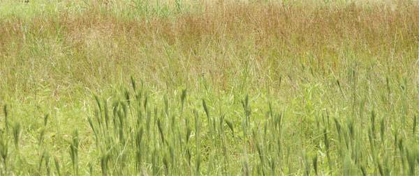 Клевер луговой: чем полезна трава и как её применять