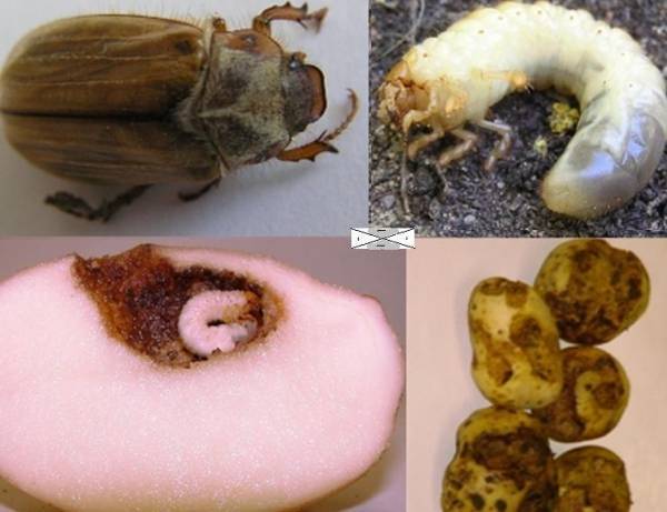 Как бороться с личинками майского жука на клубнике. как избавиться от личинок майского жука на клубнике