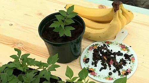 Универсальное удобрение из банановой кожуры: рецепты приготовления и особенности подкормки