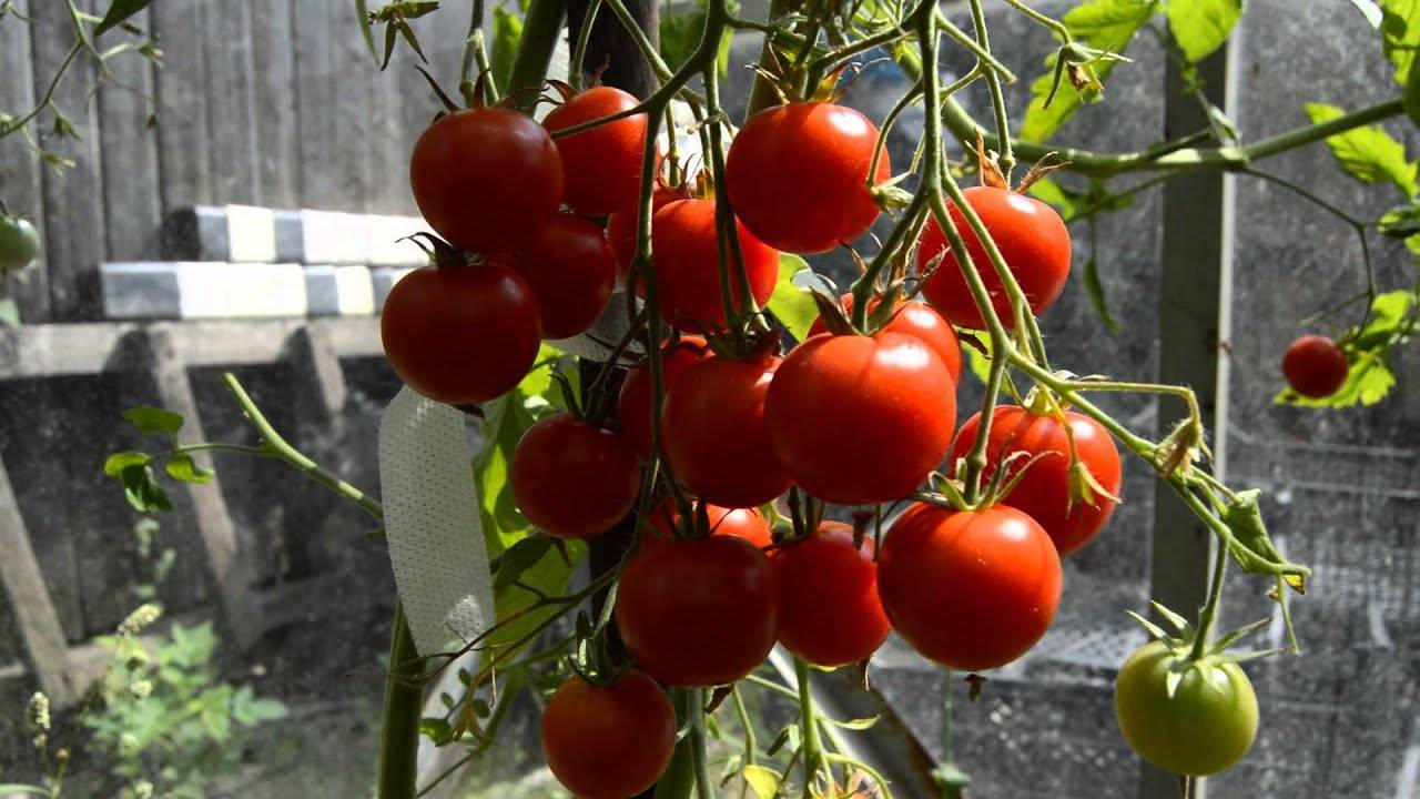 Характеристика томата сорта вишня красная