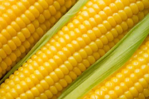 Технология выращивания и возделывания кукурузы в открытом грунте