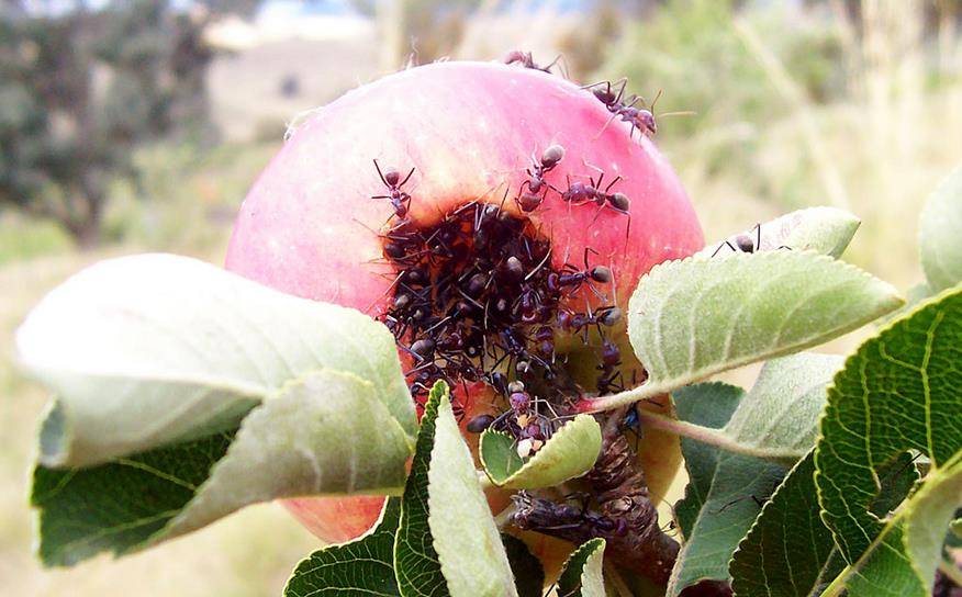Тля на плодовых деревьях: борьба, опрыскивание и обработка от вредителей