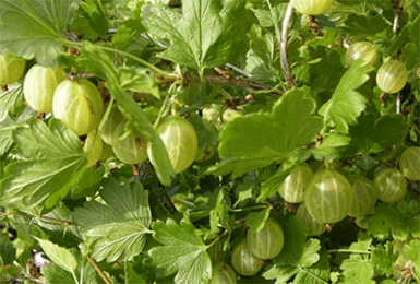 Выращивание уральского изумруда в саду: описание сорта, уход за крыжовником