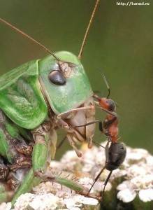 О средствах отпугивания муравьев: препараты и инсектициды от насекомых