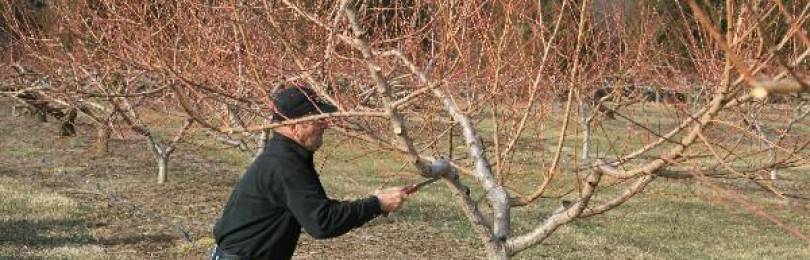 Обрезка персика: как и когда правильно формировать персиковое дерево. советы опытных садоводов для начинающих (130 фото и видео)