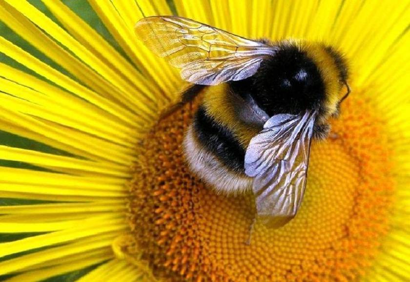 Чудесные разновидности пчел – отличаем каждый вид!