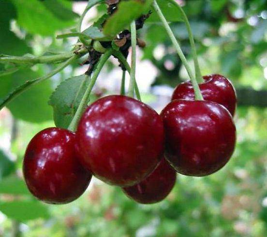 19 лучших сортов вишни для урала — какие лучше садить, отзывы