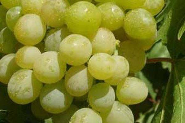 О винограде Галбена Ноу: описание и характеристики сорта, посадка и уход