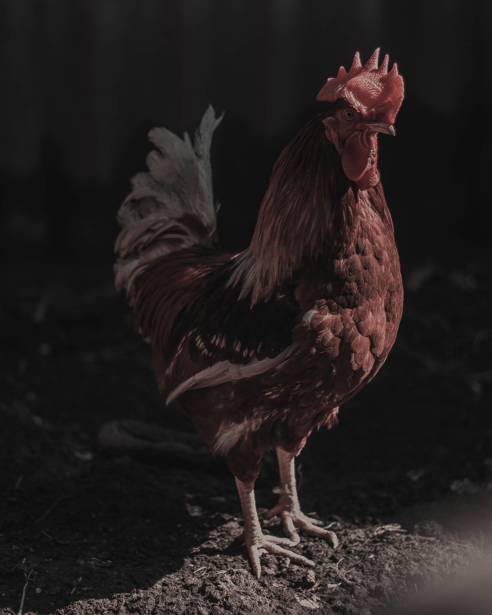 Почему у курицы отказывают ноги: как лечить и что делать