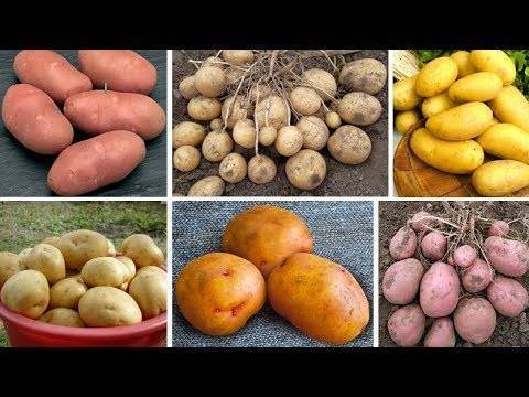 О картофеле армада, беккер, лорен: описание семенных сортов, характеристики