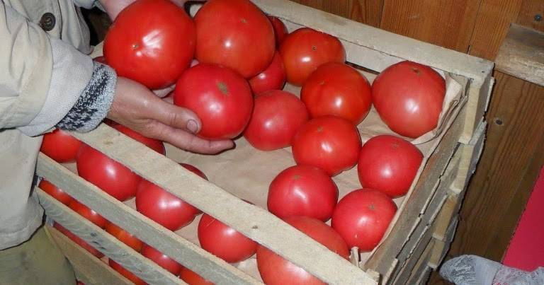 Описание и характеристика томатов тяжеловес сибири