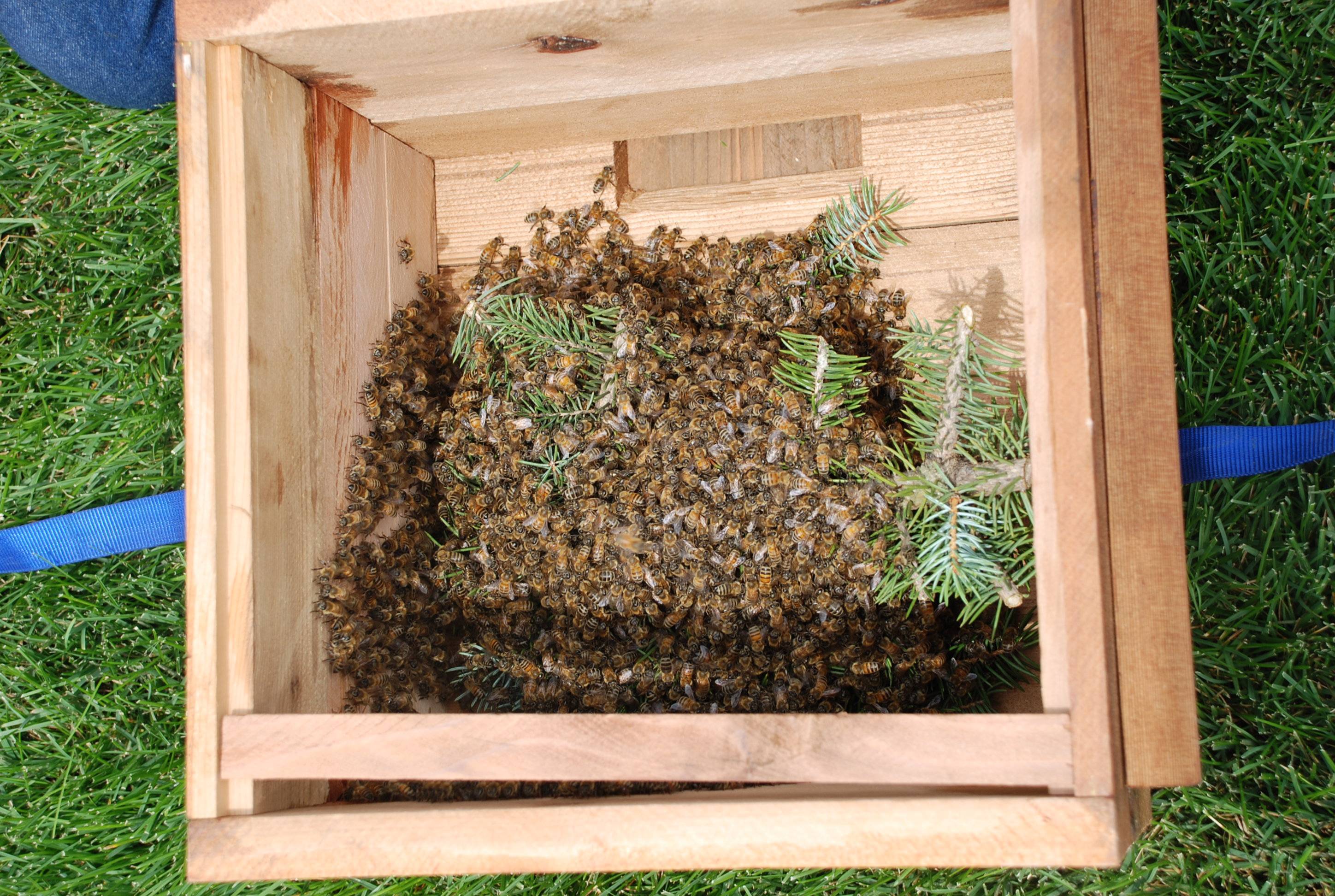 Как отравить пчел и выгнать из деревянного дома?