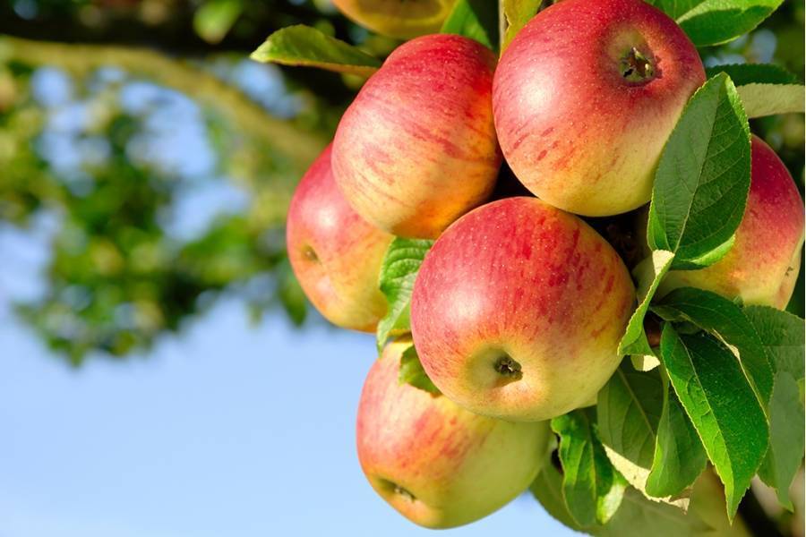 О яблоне Жигулевское: описание сорта, характеристики, агротехника, выращивание