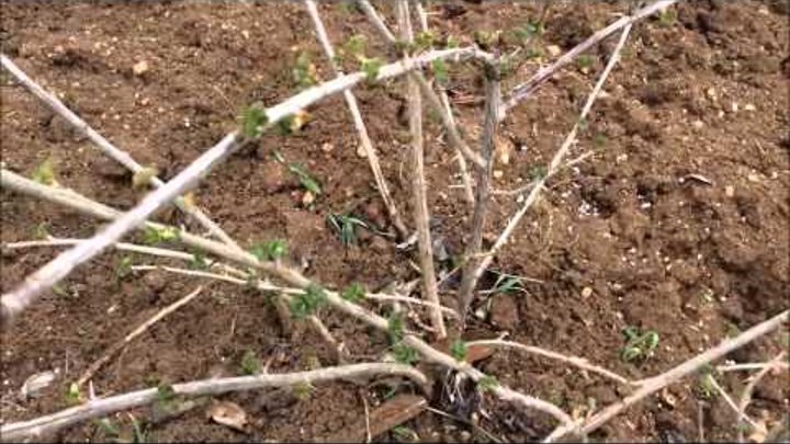 Крыжовник - выращивание и уход весной