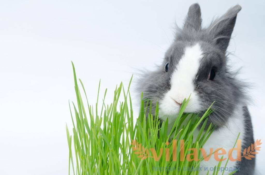 Какую траву можно и нельзя давать кроликам в свежем виде