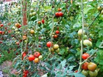 Правильная почва для посадки томатов. какую землю любит овощ — кислую или щелочную? можно ли сделать грунт самостоятельно?
