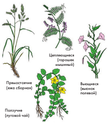 Съедобные травы и растения: фото и названия
