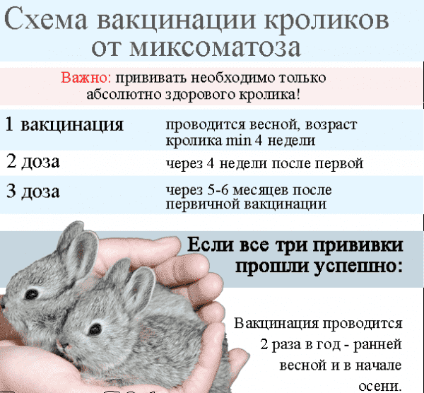 Какие прививки делают кроликам и в каком возрасте