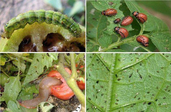 Вредители помидоров: как бороться с муравьями, проволочником, совкой в теплице