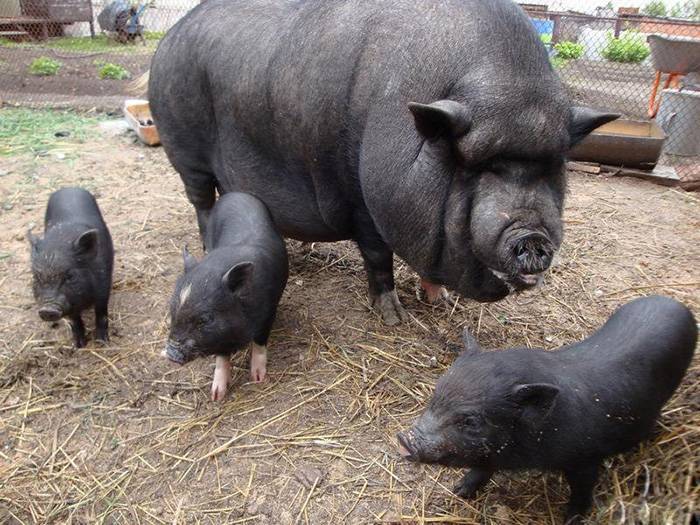 Разведение свиней: как правильно заниматься свиноводством в домашних условиях