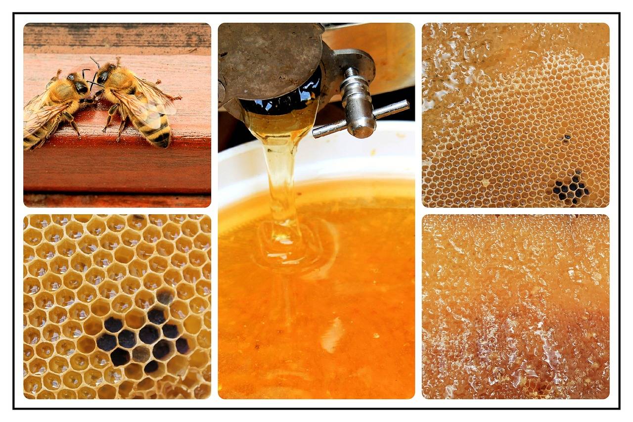 Как правильно хранить мед, и почему «аптечка в банке» не любит жару и солнце