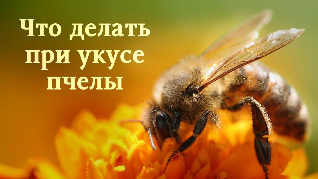 Укус пчелы, в чем опасность и как смягчить последствия укуса