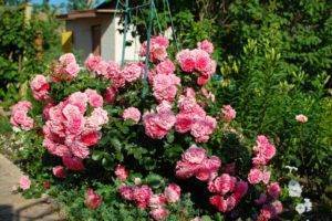 О выращивании плетистых роз на Урале в открытом грунте: самые зимостойские сорта