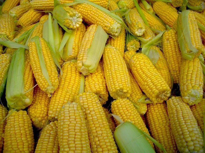 Сахарная кукуруза - sweet corn - qwe.wiki