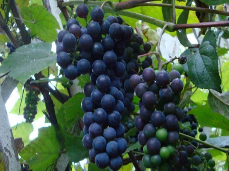 Виноград альфа: описание сорта, болезни и вредители, посадка и уход, характеристики и фото