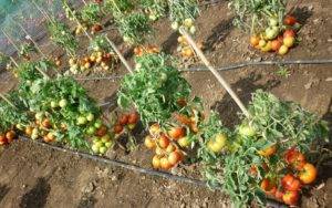 Лучшая почва для рассады томатов в домашних условиях. как приготовить землю своими руками и что нужно учитывать