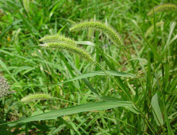 Могильник трава: описание, свойства и применение