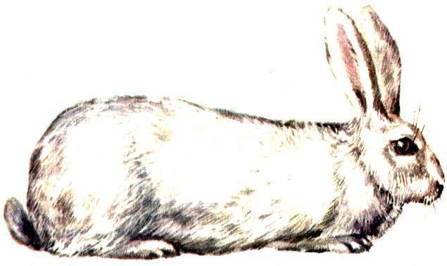 Кролики серый великан: описание породы. разнообразие пород кроликов-великанов