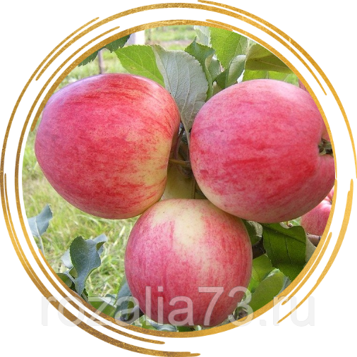 Характеристика и описание сорта яблони «конфетное»