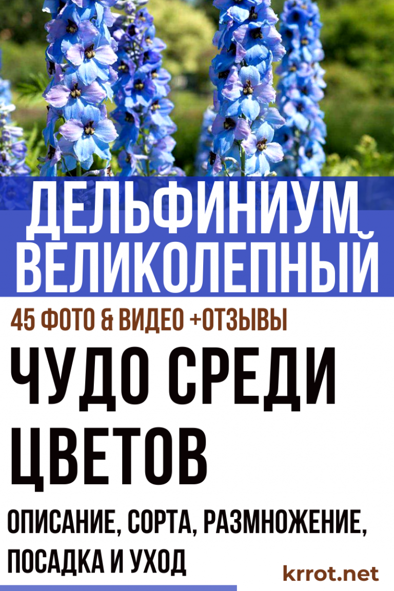 Каталог цветов для дачи (240+фото с названиями): все правила для создания невероятной красоты
