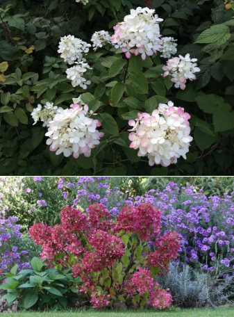 Гортензия даймонд руж (hydrangea paniculata diamant rouge) - описание - pocvetam.ru