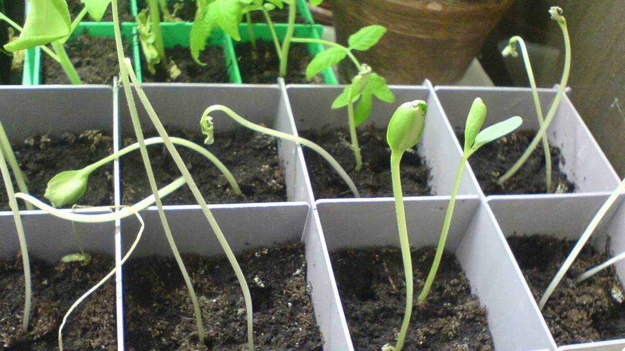 Когда сажать арбузы на рассаду - подготовка семян и правила выращивания
