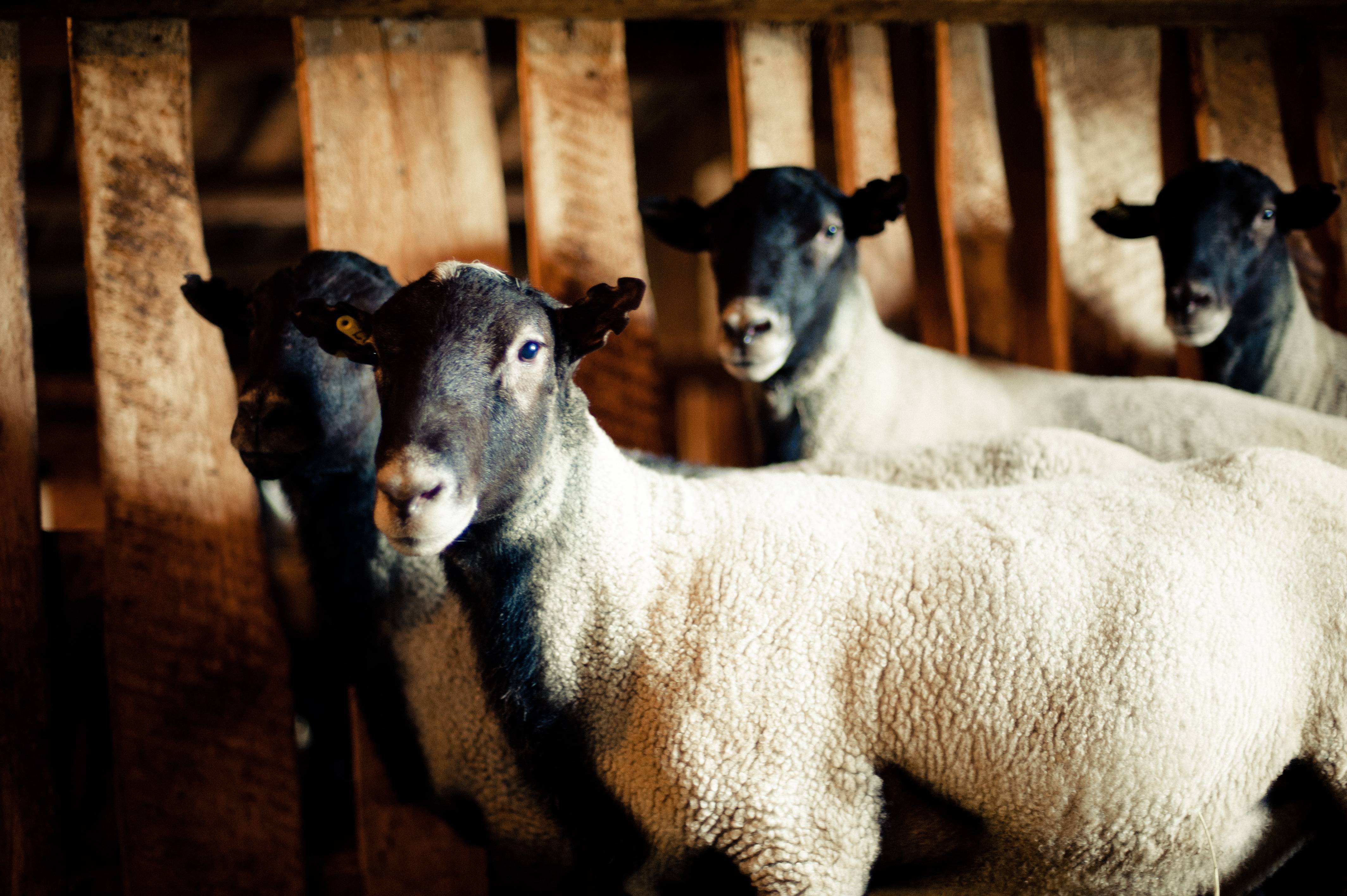 Романовская порода овец — нюансы по содержанию и кормлению