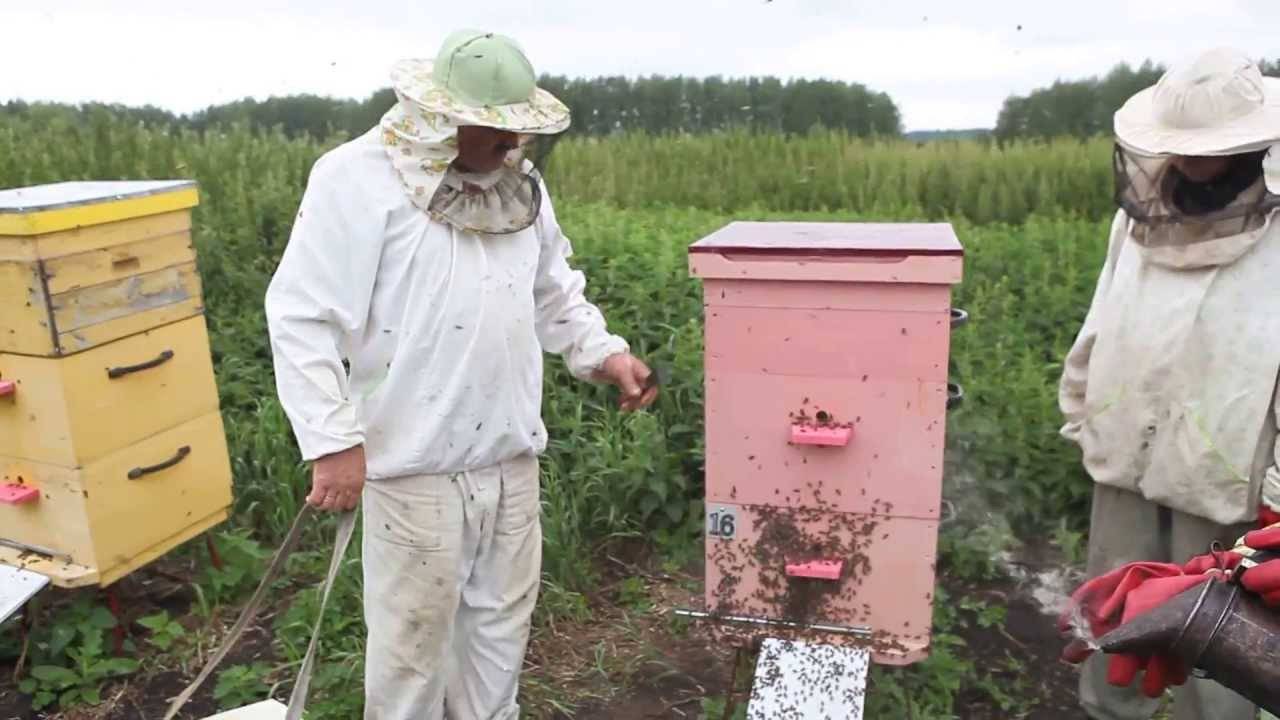 Пчелы сидят на прилетной доске и ничего не делают