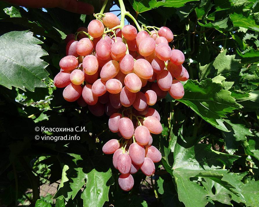 Виноград кишмиш лучистый – описание сорта, фото, рекомендации по выращиванию