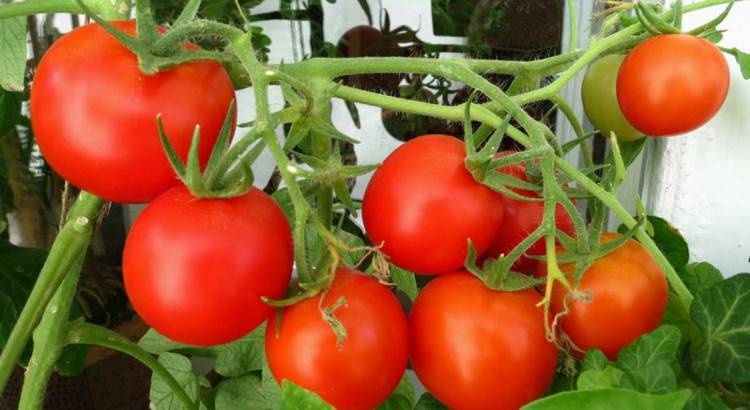 Болезни рассады томатов, профилактика и лечение заболеваний