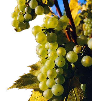 Виноград шардоне: описание сорта, фото, характеристики, болезни