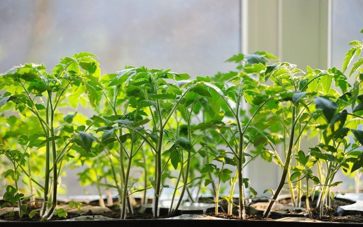 Как посадить переросшую рассаду томатов