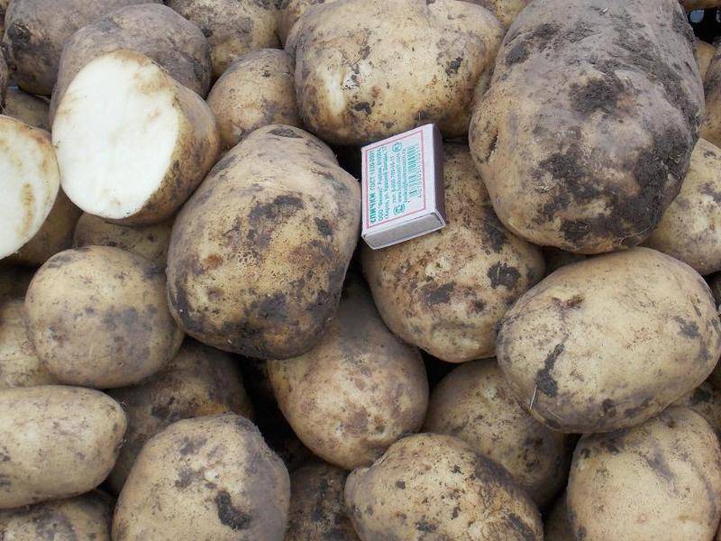 Голубизна — один из лучших сортов картофеля
