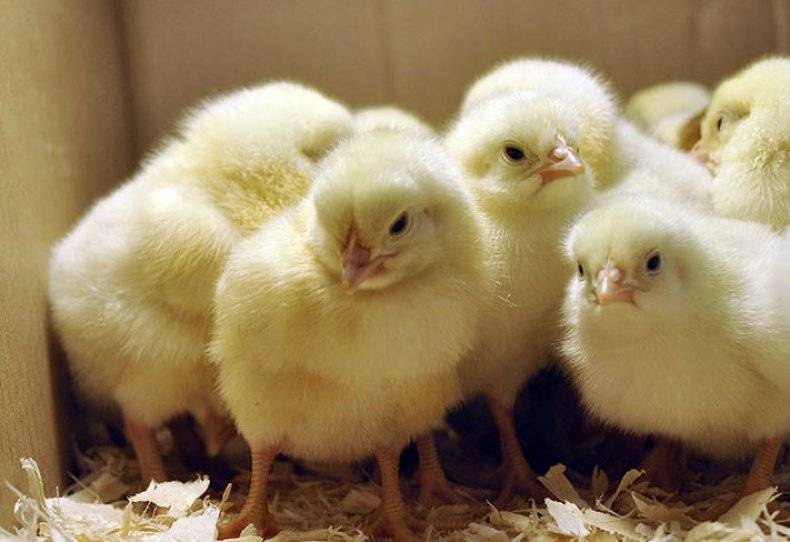Энрофлон – инструкция к антибиотику для всех птиц и птенцов от всех инфекций