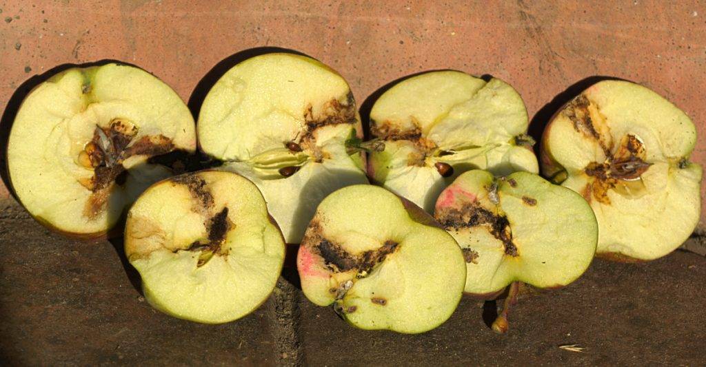 Вредитель плодожорка на яблоне: методы борьбы — химические и экологические