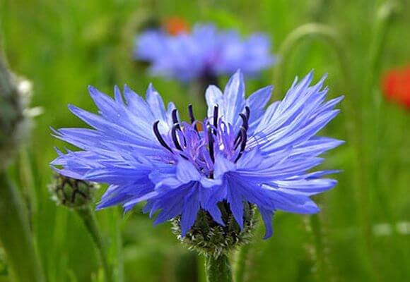 Василек синий (полевой) — сорняк с лечебными свойствами